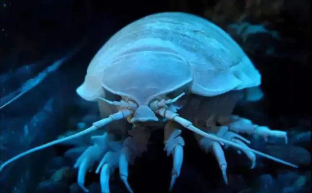 大王具足虫|尴尬！四年排一便的大虫子，竟引人排队围观，结果因为粑粑火了