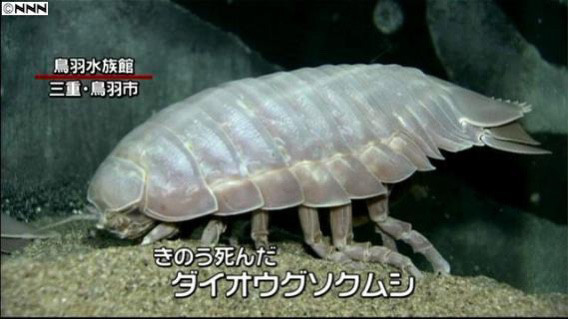 大王具足虫|尴尬！四年排一便的大虫子，竟引人排队围观，结果因为粑粑火了