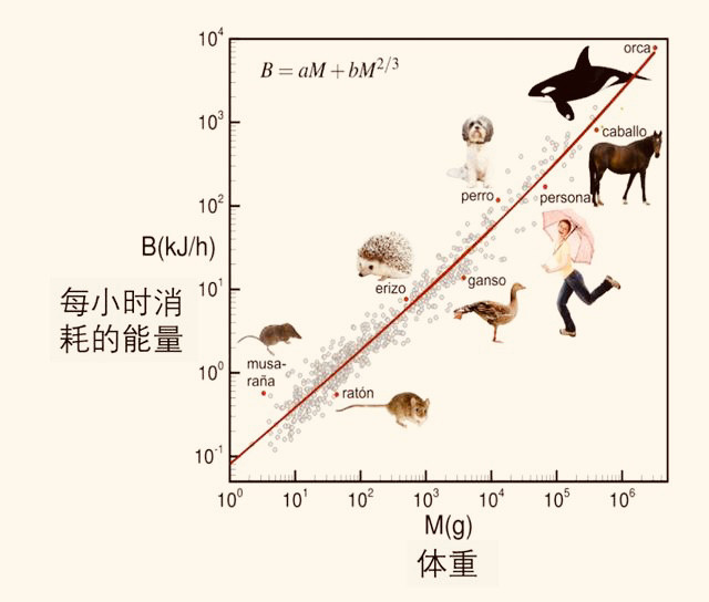 大王具足虫|尴尬！四年排一便的大虫子，竟引人排队围观，结果因为粑粑火了