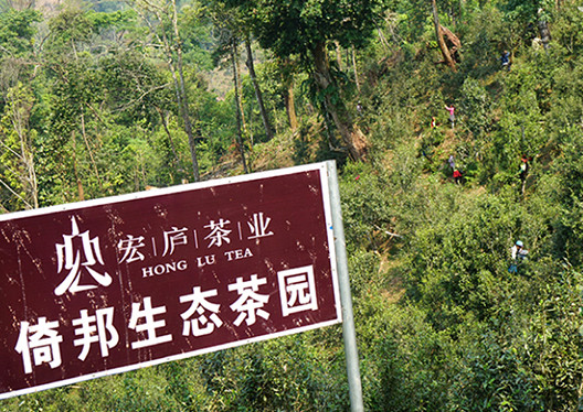 三:倚邦山现状现在的倚邦山已经大不如前,仅有30多户人家,多为茶商的