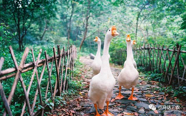 老鼠|鹅粪真的如此厉害，连蛇都会害怕吗？看完心里有数了！