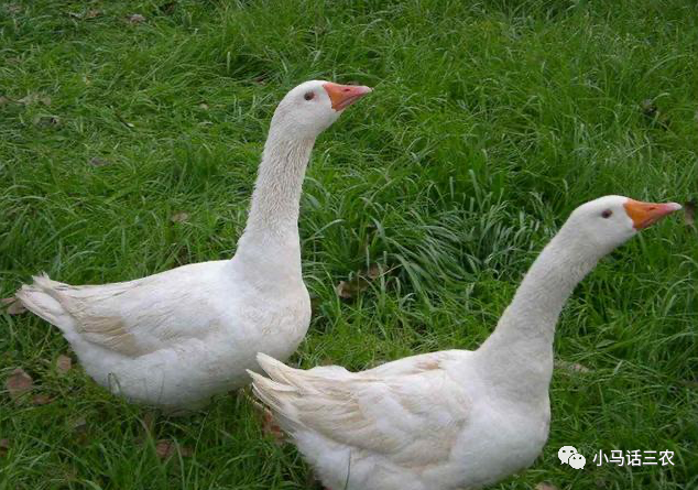 老鼠|鹅粪真的如此厉害，连蛇都会害怕吗？看完心里有数了！