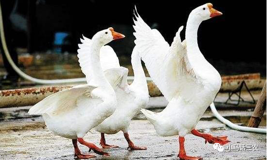 老鼠|鹅粪真的如此厉害，连蛇都会害怕吗？看完心里有数了！