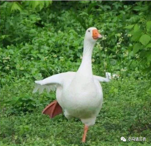 老鼠|鹅粪真的如此厉害，连蛇都会害怕吗？看完心里有数了！