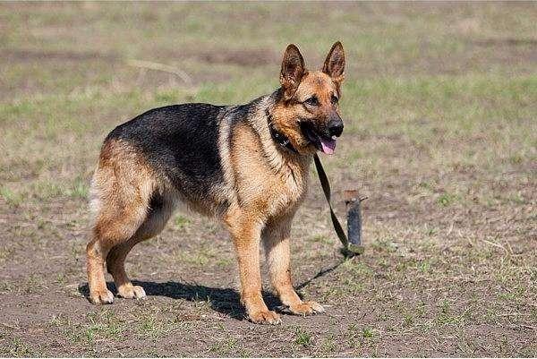 1993年,他为电影效果将功勋军犬炸得粉碎,老兵哭昏他却说太好了