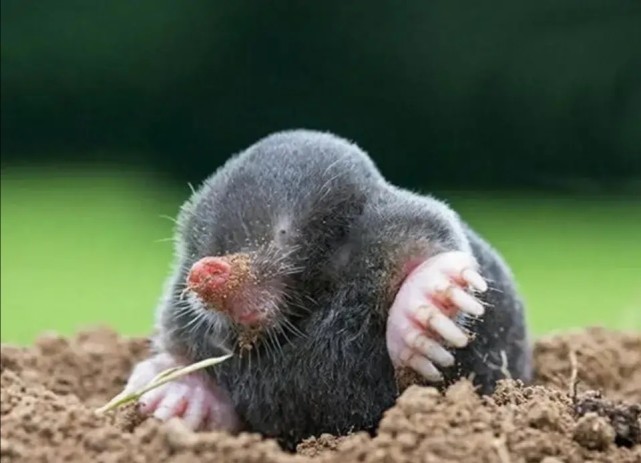 发个今天的收获老家叫粪猪