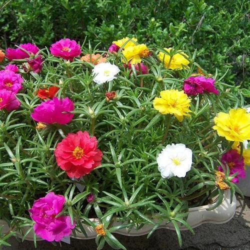 以前当野花的太阳花 养在盆里却很精美 一朵朵太阳花有活力 腾讯新闻