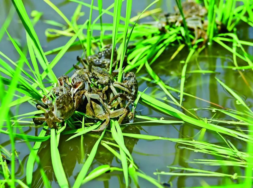 水稻螃蟹打造山城特色景觀奚堡村成為本溪第一家稻田蟹養殖地