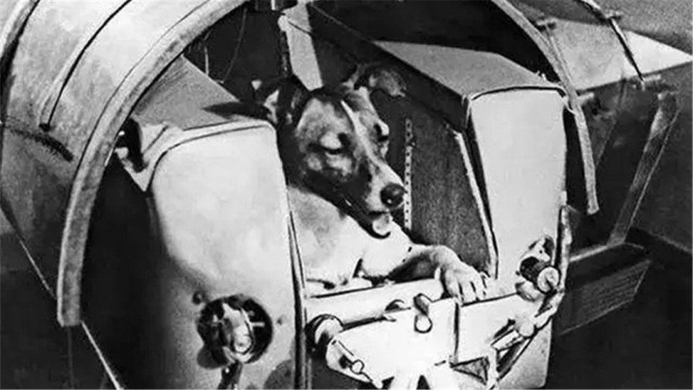 莱伊卡|第一个进入宇宙的生物，竟是一只流浪狗？它后来怎样了？