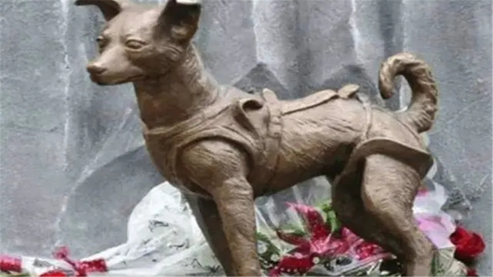 莱伊卡|第一个进入宇宙的生物，竟是一只流浪狗？它后来怎样了？