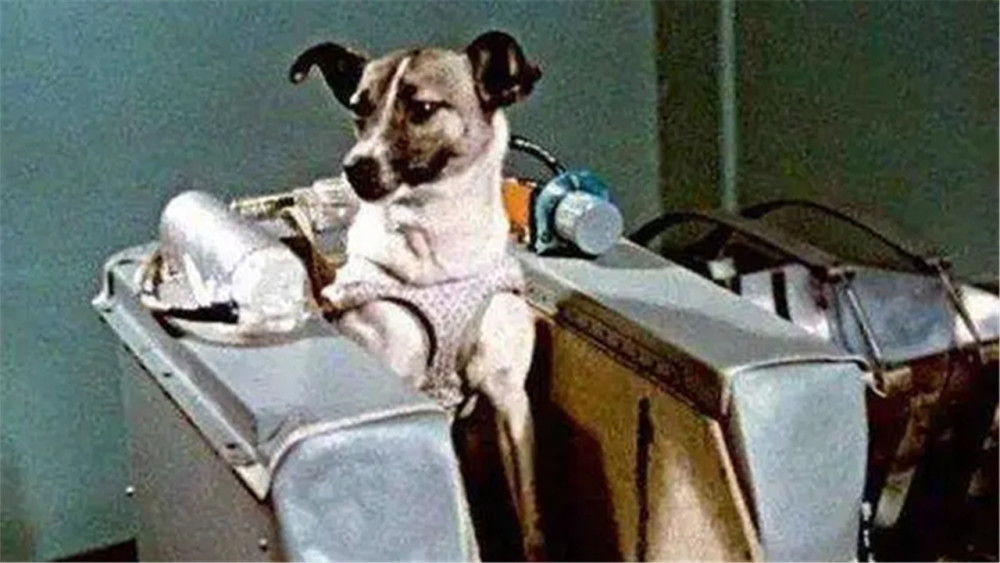 莱伊卡|第一个进入宇宙的生物，竟是一只流浪狗？它后来怎样了？