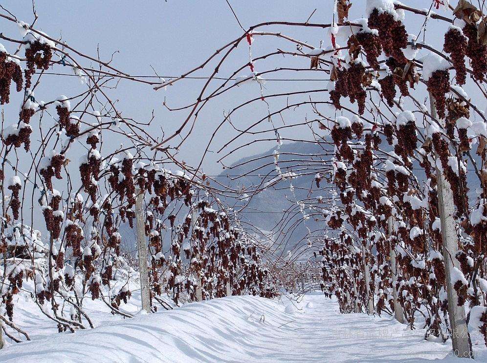 冬天成熟的冰葡萄,投资三万,年入千万,看看葡萄大王怎么致富!