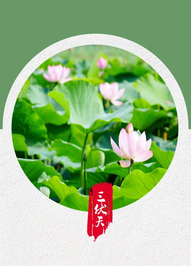 健康科普 冬病夏治 三伏贴 即将步入三伏天的你准备好了吗 三伏贴 生脉散 足太阳膀胱经 冬病夏治