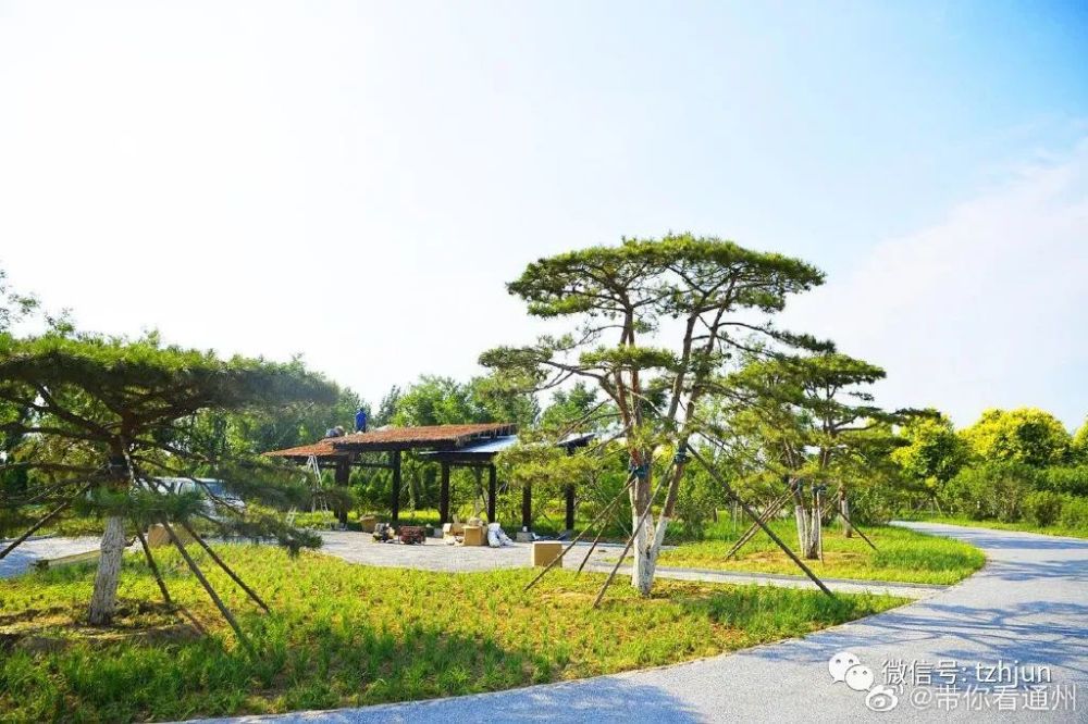 公园|震撼！通州这里添万亩巨型公园，打造3种森林！