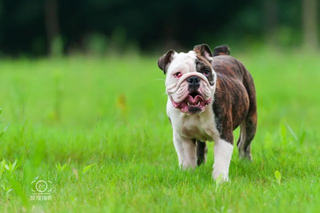 四个月大的英牛求领养