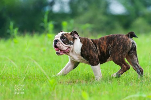 四个月大的英牛求领养