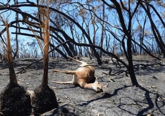 全球最奇特的死亡谷每年近40000只动物丧生人进入却没事