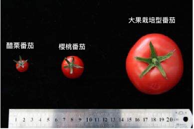 番茄|番茄畸形是催熟剂惹的祸吗？深圳人速来了解