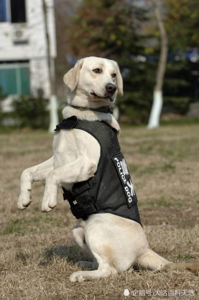 执行不同警务任务的警犬 对犬种 犬的性格 是有不同要求的 腾讯新闻