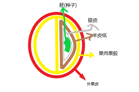 咖啡樱桃的结构由外向内:(请忽略我这随意的画风)外果皮->果肉果胶->