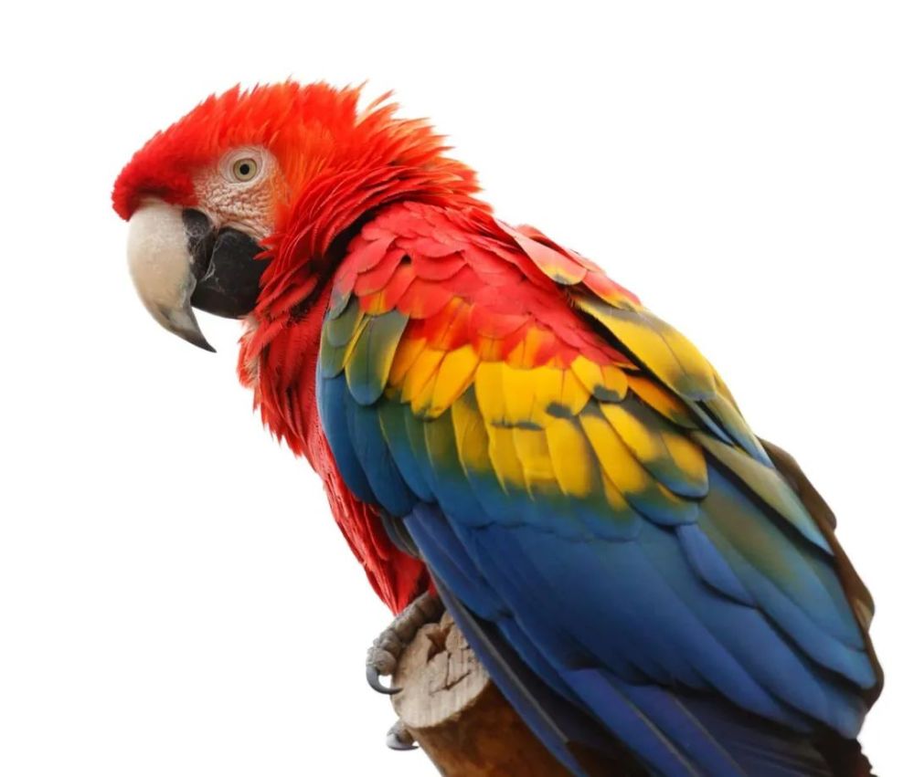 parrots can be kept as pets.