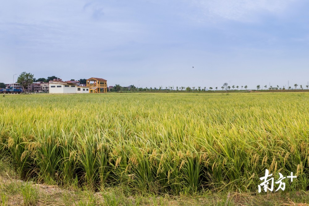 七月稻花飘香,正如宋代诗人董嗣杲《稻花》所写的:四海张颐望岁丰