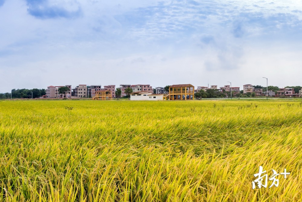 七月稻花飘香,正如宋代诗人董嗣杲《稻花》所写的:四海张颐望酸丰
