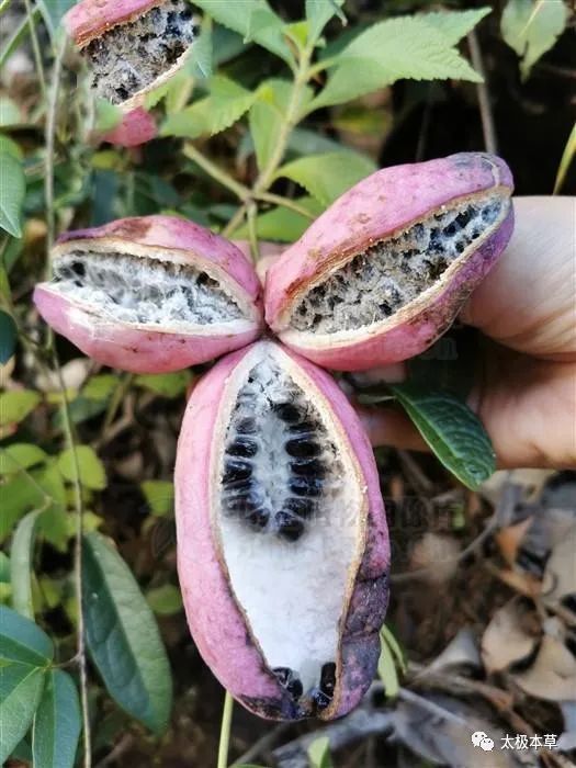 八月瓜,见过吗?可用于小便不利,脚气浮肿,风湿骨痛,跌打损伤