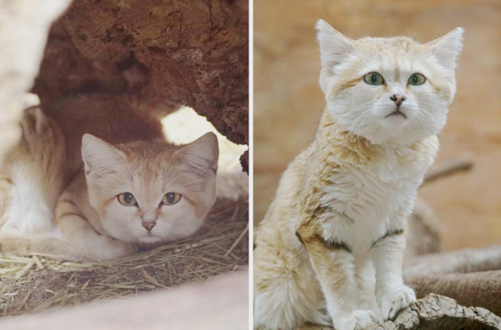 日本动物园的小沙漠猫,跟天使一样,简直太可爱了