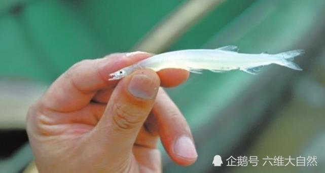 一种常见的银鱼在水中色泽如银般透明被捕捉上来会慢慢变白