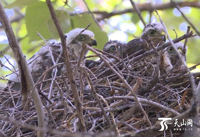 雀鹰大院搭窝大伙儿轮流送饭