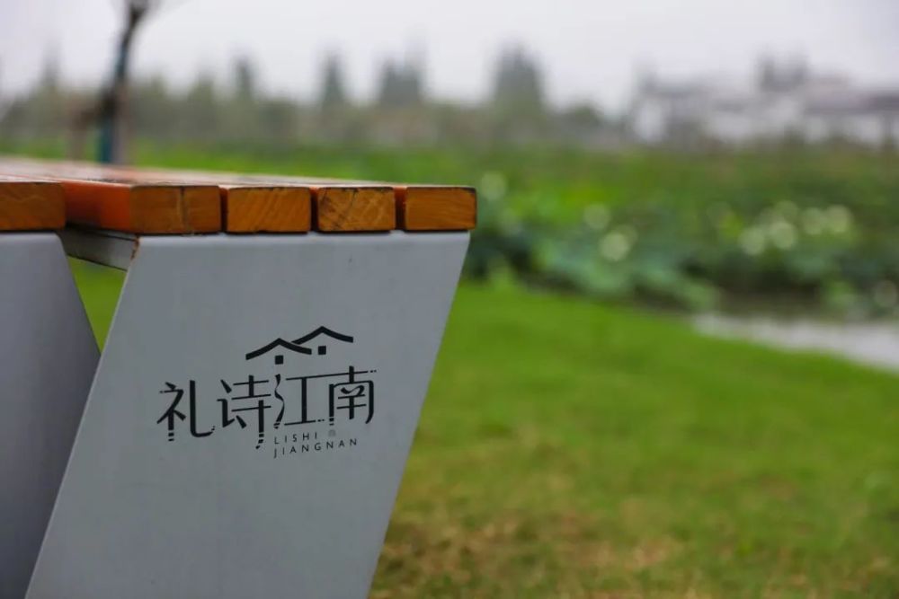 赠荷花|礼诗圩：水面清圆，风荷轻举