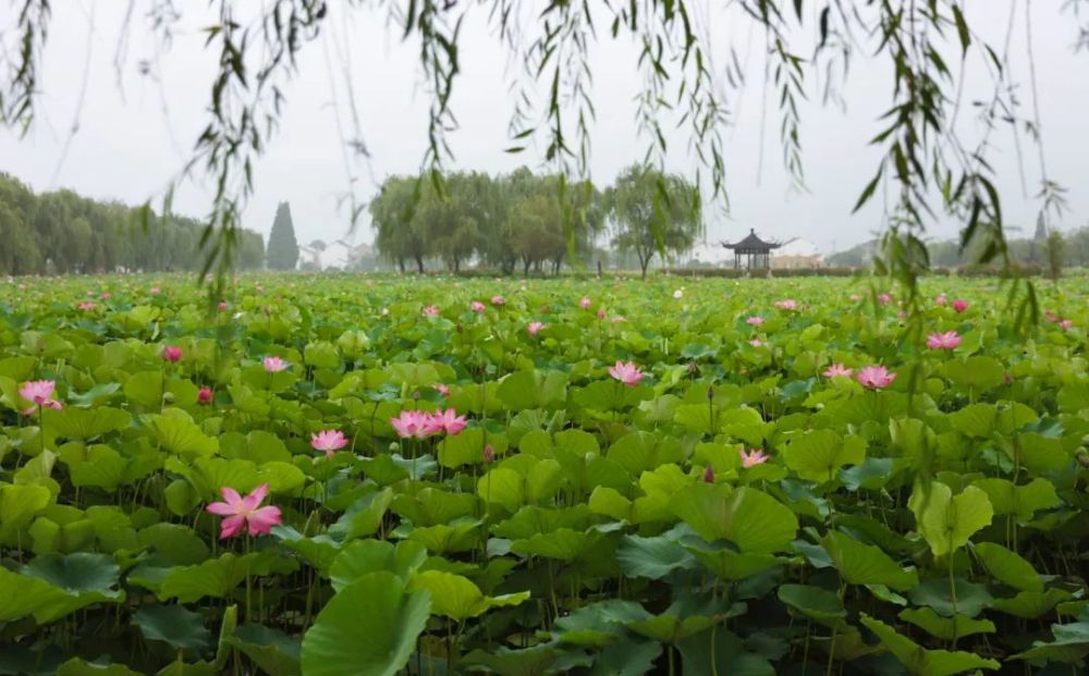 赠荷花|礼诗圩：水面清圆，风荷轻举