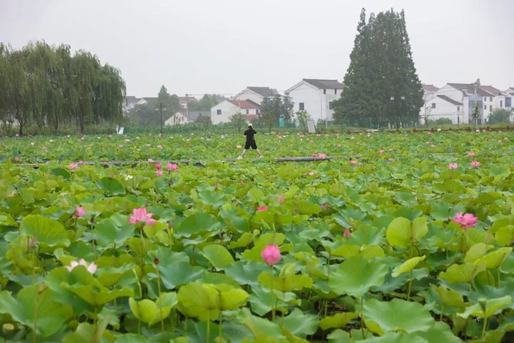 赠荷花|礼诗圩：水面清圆，风荷轻举