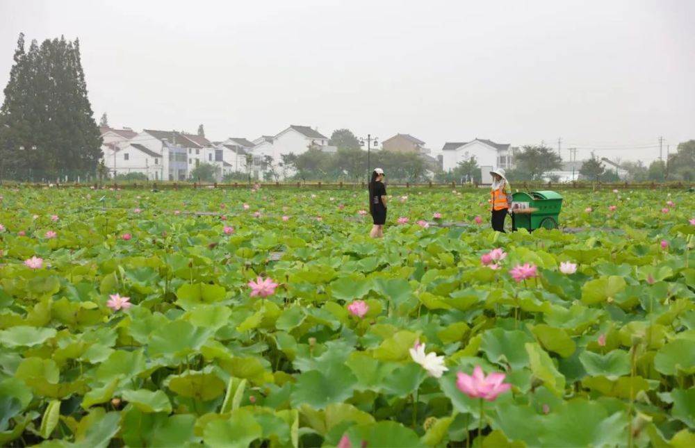 赠荷花|礼诗圩：水面清圆，风荷轻举