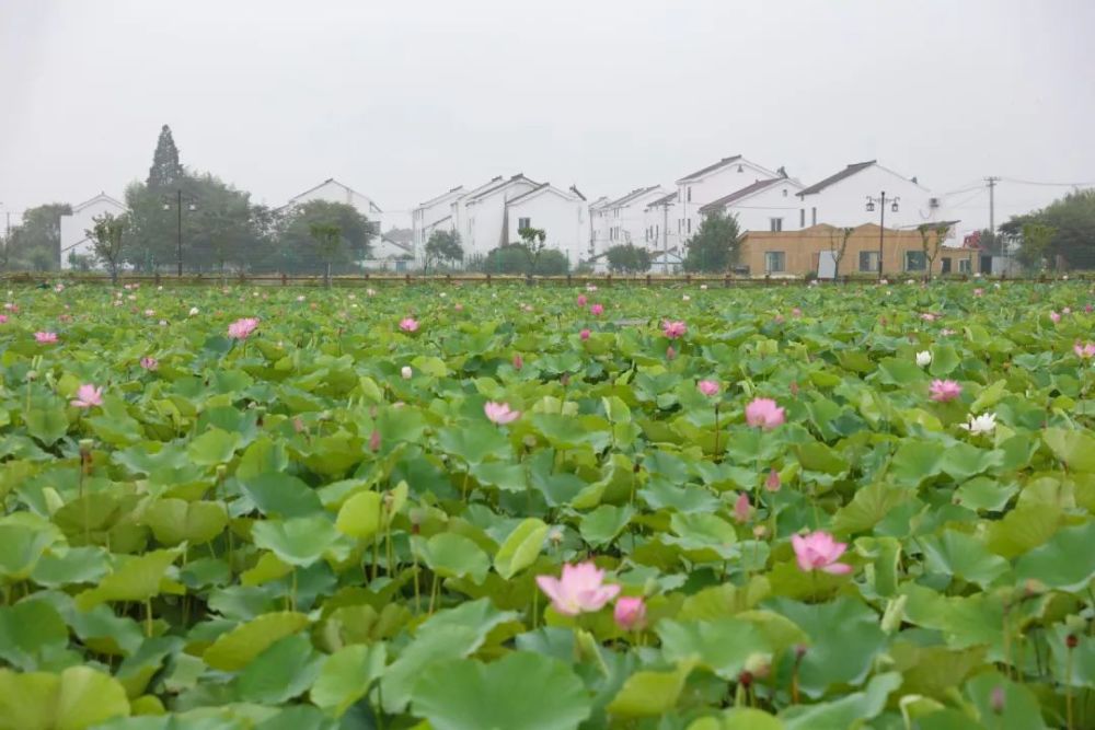 赠荷花|礼诗圩：水面清圆，风荷轻举