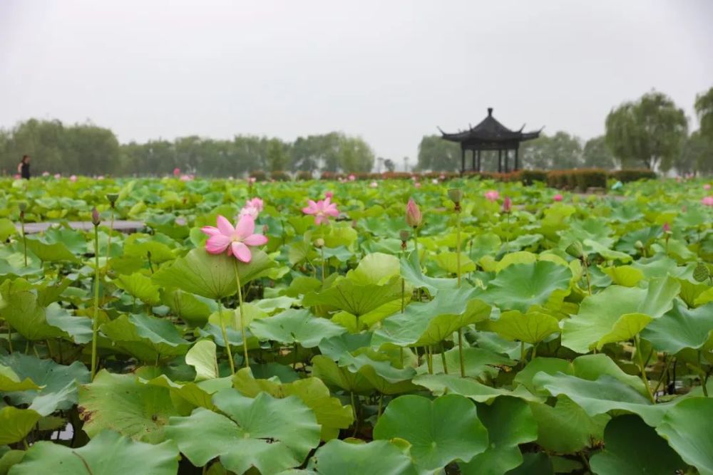 赠荷花|礼诗圩：水面清圆，风荷轻举