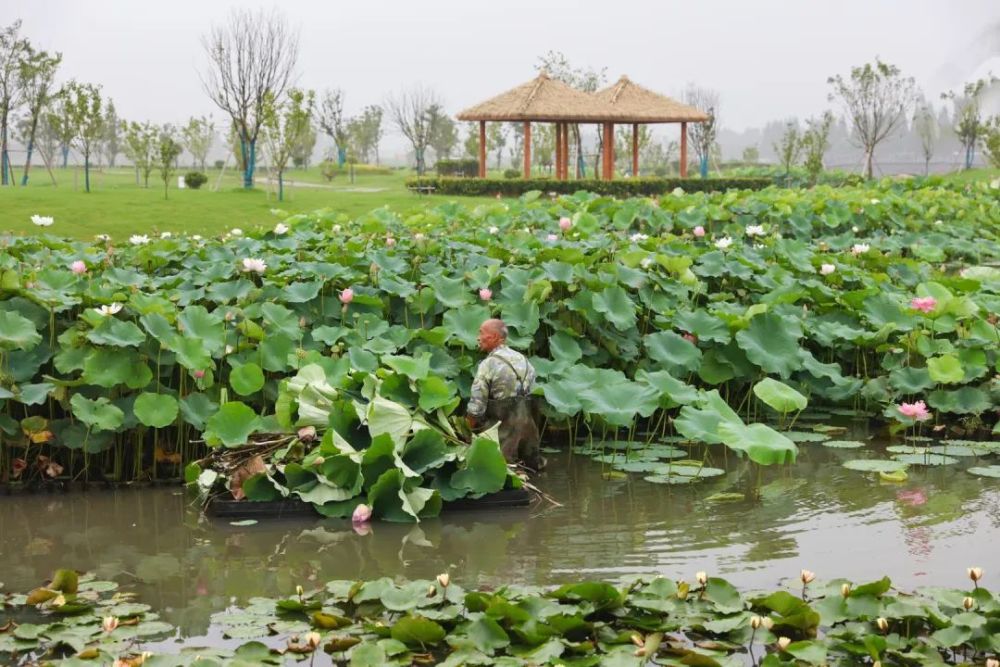 赠荷花|礼诗圩：水面清圆，风荷轻举