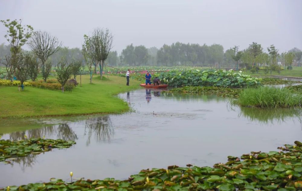 赠荷花|礼诗圩：水面清圆，风荷轻举