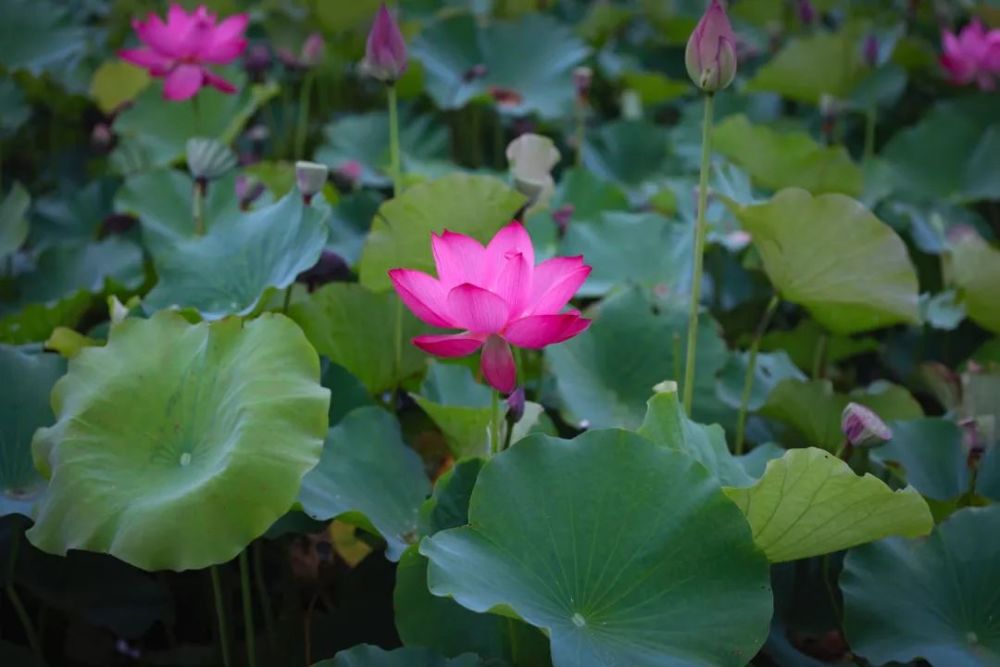 赠荷花|礼诗圩：水面清圆，风荷轻举