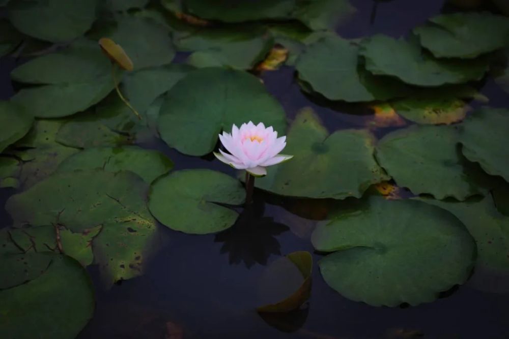 赠荷花|礼诗圩：水面清圆，风荷轻举