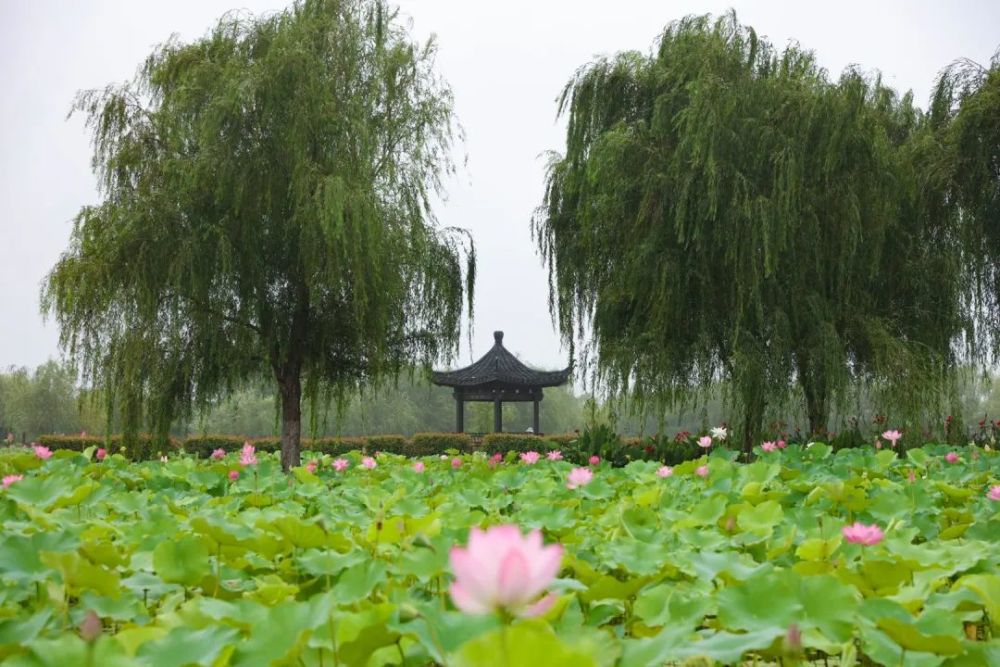 赠荷花|礼诗圩：水面清圆，风荷轻举