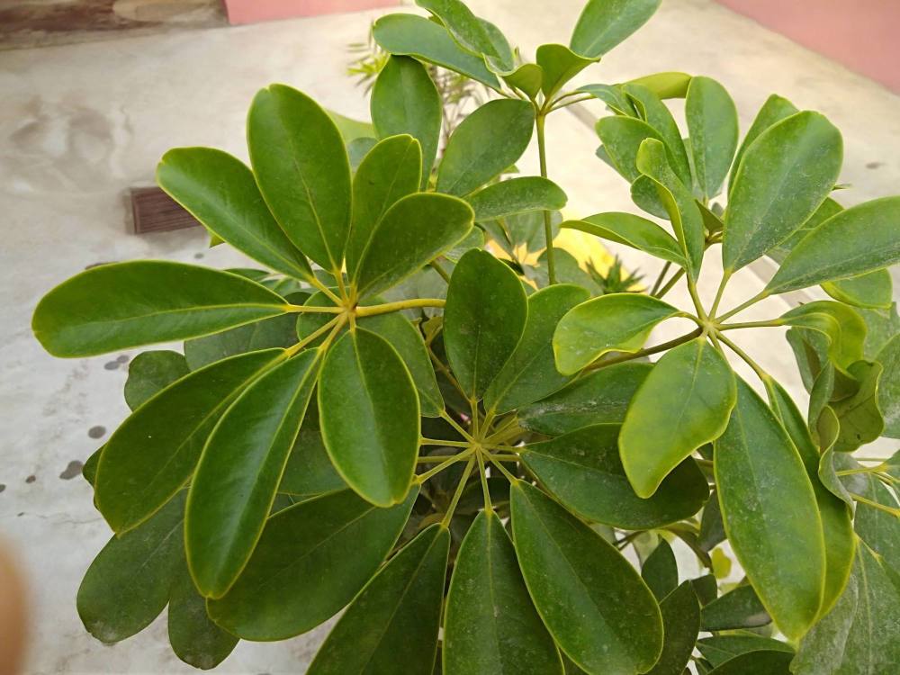 鹅掌柴俗称八方来财,如何养护鹅掌柴更好?