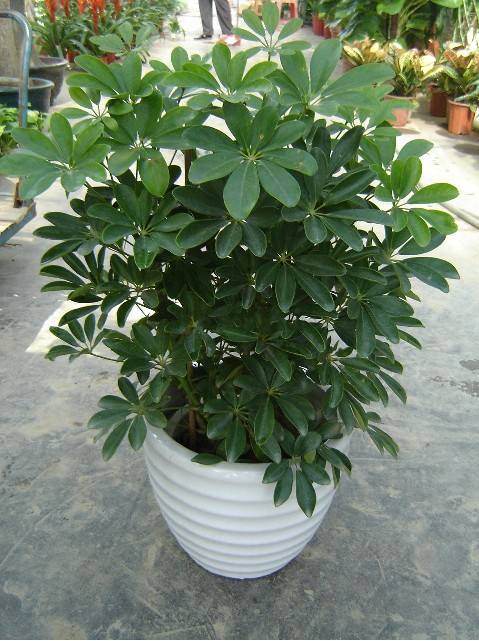 鹅掌柴俗称八方来财,如何养护鹅掌柴更好?