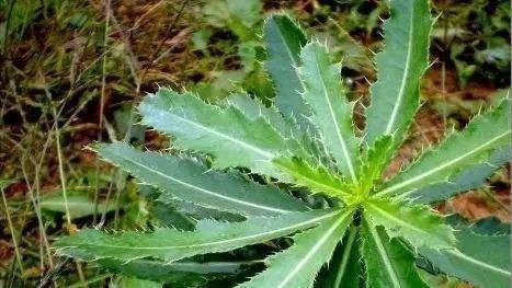 刺菜和蒲公英泡水喝有什麼好處