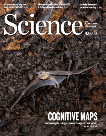 蝙蝠|Science封面：蝙蝠与人类到底是谁伤害了谁