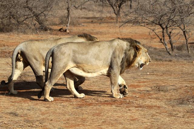 印度虽然同时拥有狮子与老虎但野外环境下狮虎见不了面