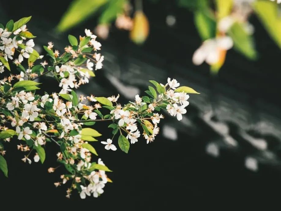 百花|央视主持人朗诵：人生如花一般悄然绽放