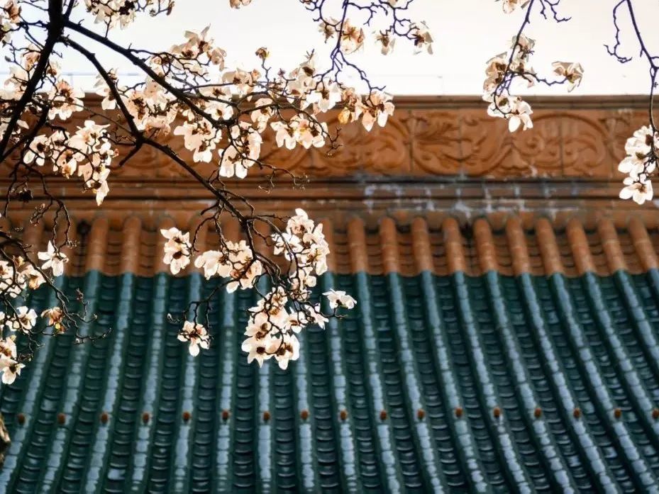 百花|央视主持人朗诵：人生如花一般悄然绽放