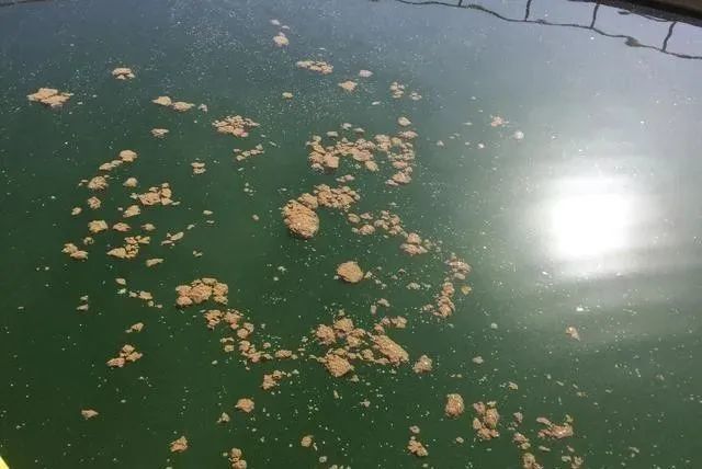 污水处理厂二沉池出现浮泥后的解决思路和应对调整措施